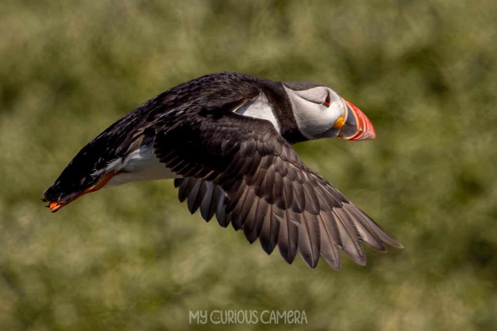 A stunning photo of a low Puffin against the greenery of the burrows on a hill top