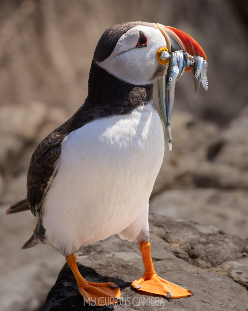 Puffin with sandeels in its mouth