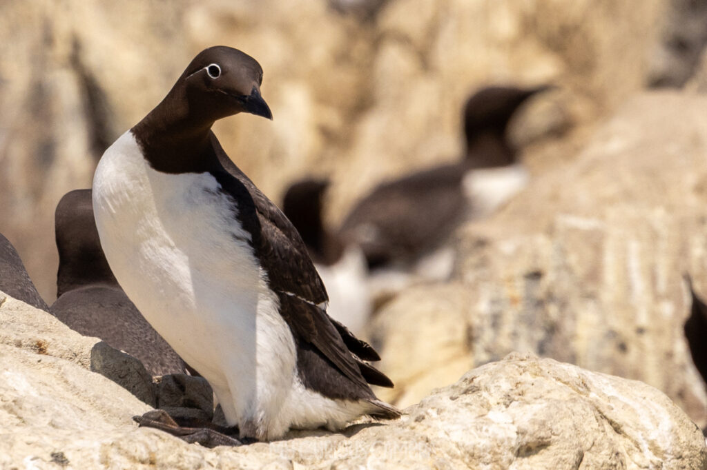 A close-up image of a bridled guillemot sitting on the cliff. Some of the brilliant Farne Islands Wildlife