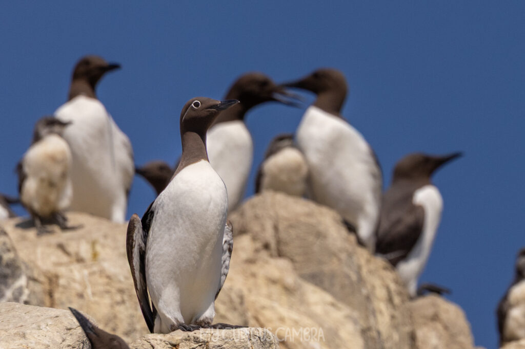 A group of nesting Guillemot on the cliff edge featuring a Bridled Guillemot