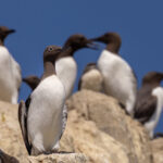 A group of nesting Guillemot on the cliff edge featuring a Bridled Guillemot