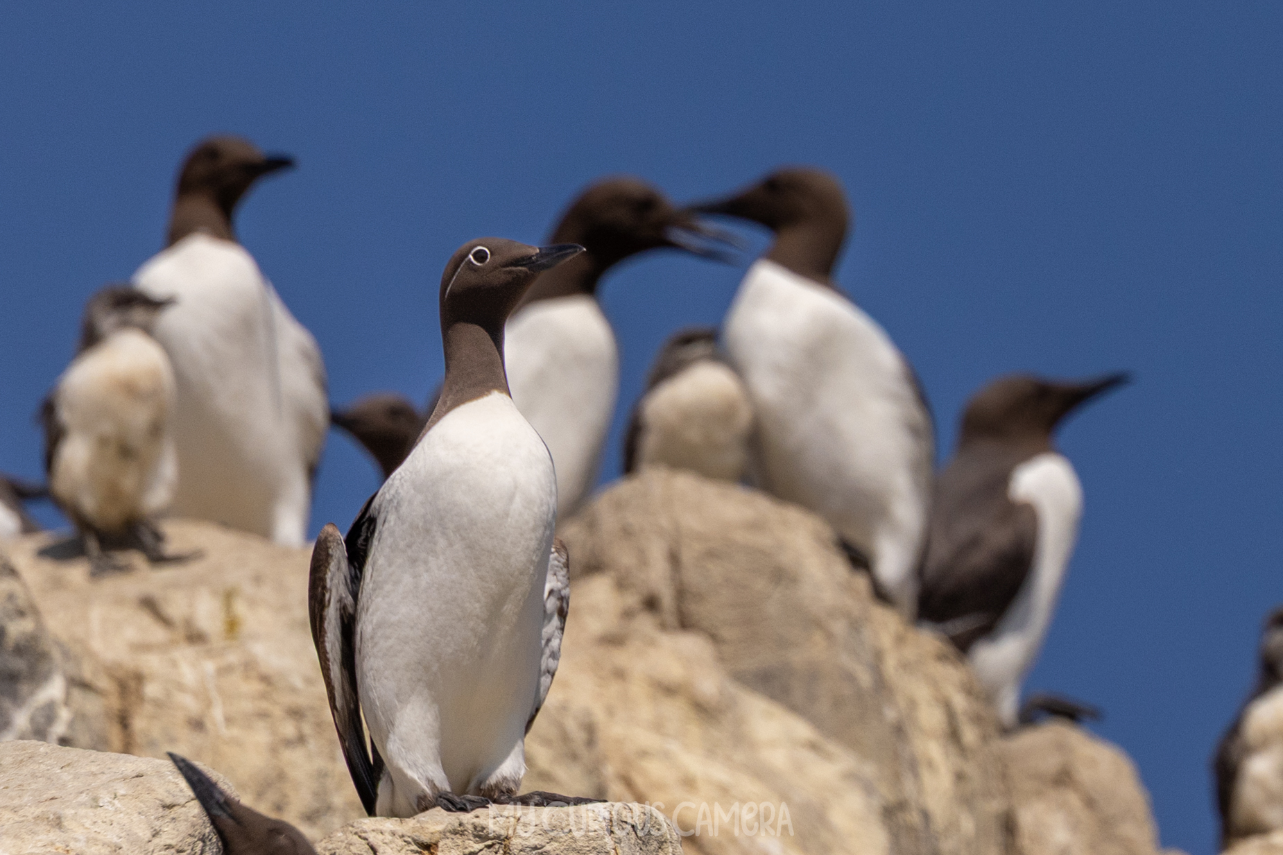 A group of nesting Guillemot on the cliff edge featuring a Bridled Guillemot