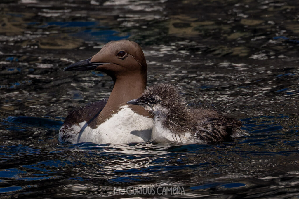 An adult Common Guillemot swimming closely alongside its tiny "jumpling" chick in the open blue waters of the North Sea.