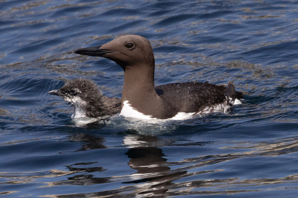 An adult Common Guillemot swimming closely alongside its tiny "jumpling" chick in the open blue waters of the North Sea.