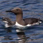 An adult Common Guillemot swimming closely alongside its tiny "jumpling" chick in the open blue waters of the North Sea.