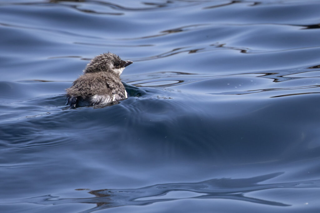 A lone Guillemot chick swimming away into the deep blue ocean swells, heading out to the open sea.