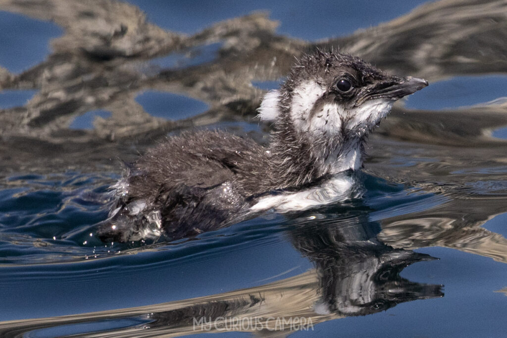 A fluffy young Guillemot jumpling chick swimming in the ocean, showing its damp plumage and sharp reflection on the water's surface.