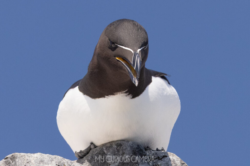 A close-up portrait of a Razorbill sitting on the cliff edge on Farne Island enjoying the toasty sunshine