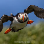 Puffin in flight on the Farne Islands, UK