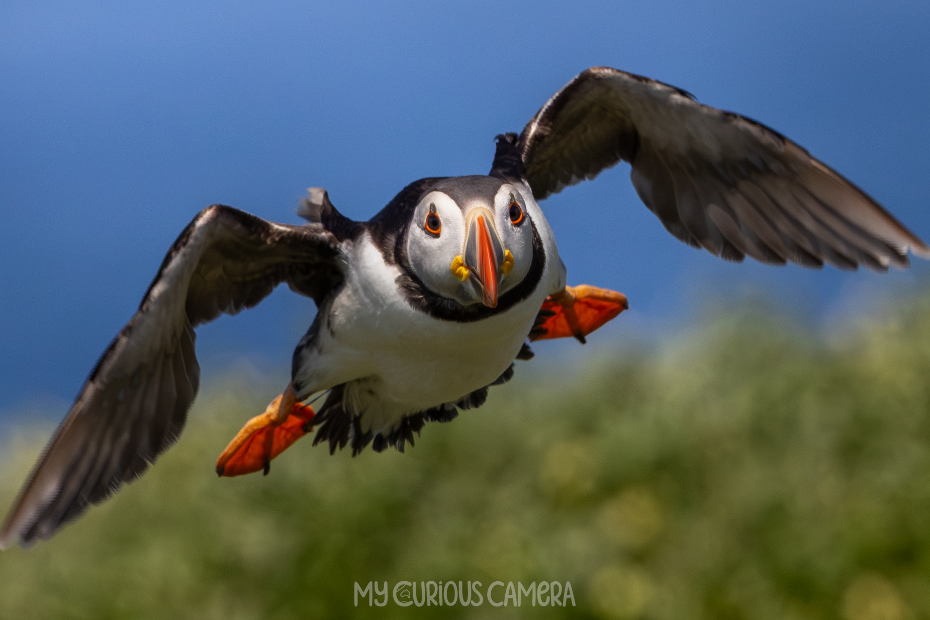 Puffin in flight on the Farne Islands, UK